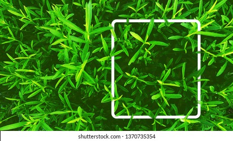 Illustration Of Fresh Green Tarragon Leafs With White Rectangle Frame. For Natural, Herbs, Garden, Organic, Health Related Products Background