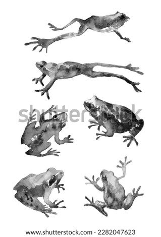 Illustration of frog, black and white color, with white background