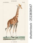 Illustration of a giraffe from Dictionnaire des Sciences Naturelles by Pierre Jean Francois Turpin (1840). Vintage giraffe from our own original plate. Vintage giraffe art illustration.