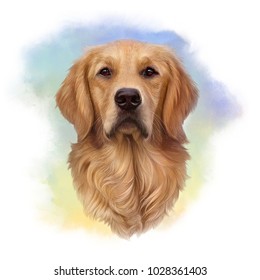 Illustration of a Golden Retriever. Guide dog, a disability assistance dog. Watercolor Animal collection: Dogs. Dog Pug Portrait - Hand Painted Illustration of Pet. Good for banner, T-shirt, card.