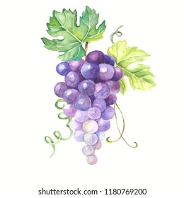 Illustration Of Grapes Brush.watercolor