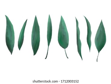 Large Collection Magnolia Leaves Isolated On Stock Illustration ...