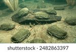 An illustration of a group of extinct Trilobites scavenging on a seafloor 420 million years ago.