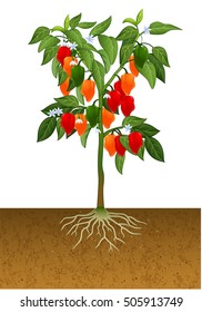 Illustration Tomato Plant Root Under Ground Stock Vector (Royalty Free ...