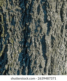 illustration of Hackberry bark texture. Texture of Hackberry bark. Hackberry bark background. Hackberry tree trunk, Celtis occidentalis.