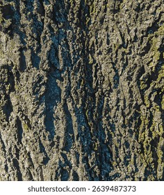 illustration of Hackberry bark texture. Texture of Hackberry bark. Hackberry bark background. Hackberry tree trunk, Celtis occidentalis.