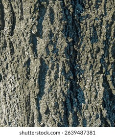 illustration of Hackberry bark texture. Texture of Hackberry bark. Hackberry bark background. Hackberry tree trunk, Celtis occidentalis.
