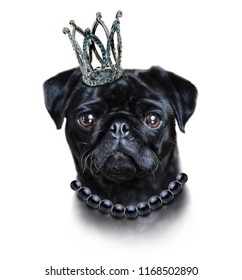 Illustration Of A Hand Drawn King Black Pug.Dog Portrait.Animal Print.Cute Cartoon Character For Children.