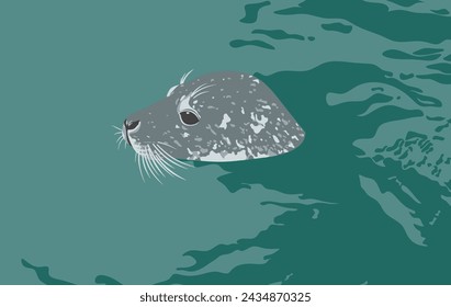 Illustration of a harbor seal in the water. The concept of animal conservation. Seal's head peering out of the water. A drawn Arctic animal. Background with seal.