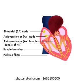 Illustration Of Heart Conduction System