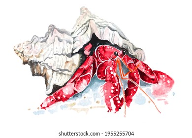 Illustration hermit crab living in the shell and watercolor isolated white background In the form fantasy Amphibian reptiles painted and brushes 