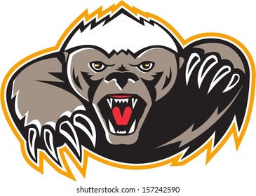 Illustration of a honey badger (Mellivora capensis) mascot also known as ratel head facing front attacking with paws and claws on isolated white background.