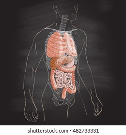  illustration human body anatomy medical internal organs system chalk drawing on the blackboard