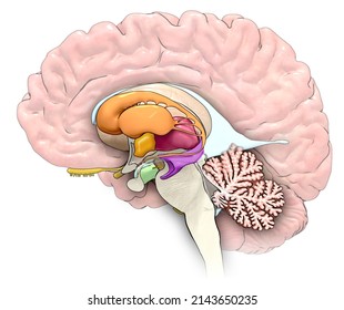 Illustration Human Brain Showing Internal Structures Stock Illustration ...