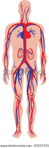 Illustration Human Circulatory Cardiovascular System Stock Illustration ...