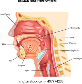 Illustration of Human Digestive System