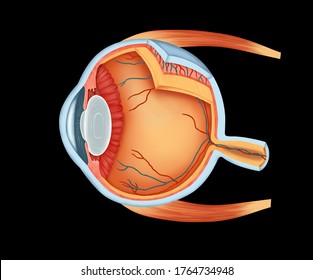 Illustration of human  Eye anatomy