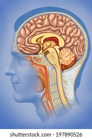 Illustration of human head overlooking the brain, cerebellum and spinal marrow ligatures, 