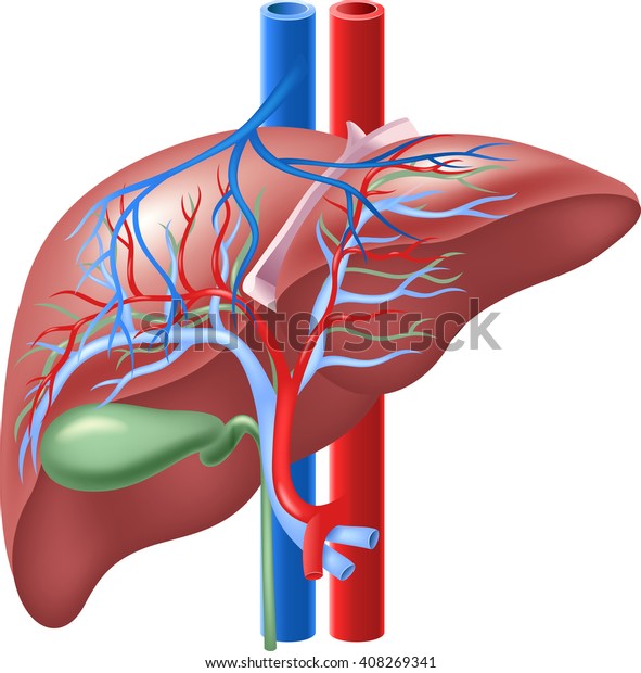 Illustration Human Internal Liver Gallbladder Stock Illustration ...