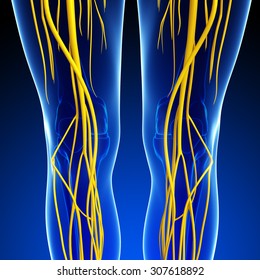 Illustration Ofknee Skeleton Nervous System Stock Illustration ...