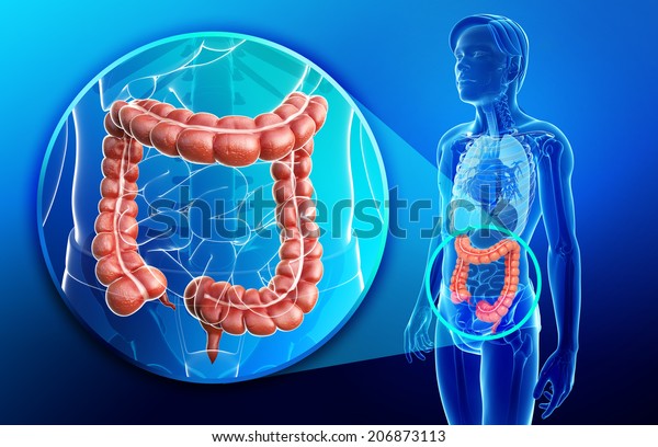 Illustration of human\
large intestine anatomy\

