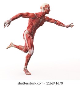 Illustration Human Muscle Anatomy Stock Illustration 116241670 ...