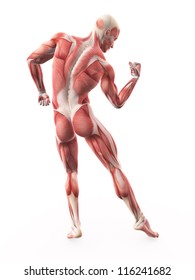Illustration of Human Muscle Anatomy