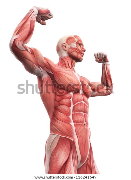 人間の筋肉解剖学のイラスト のイラスト素材