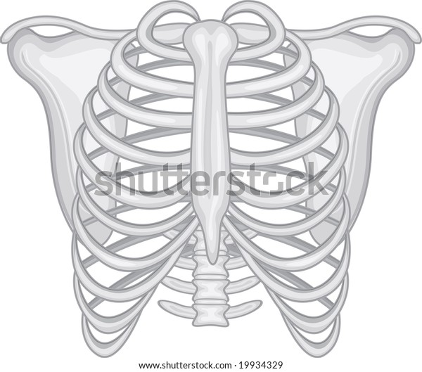 Illustration Human Rib Cage On White Stock Illustration 19934329