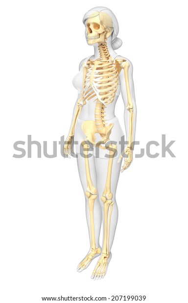 human skeleton sketch side