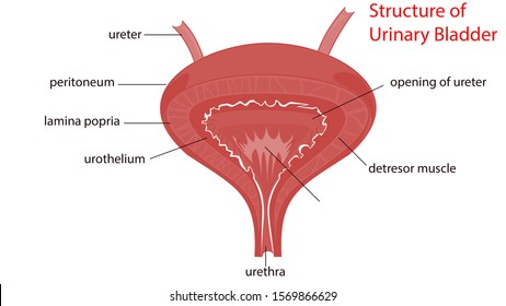 Muscle Anatomy Images, Stock Photos & Vectors | Shutterstock