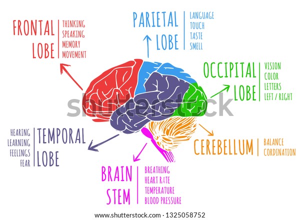 Illustration of\
human\'s brain anatomy and\
function
