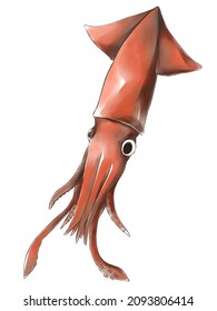 Illustration Of Humboldt Squid In Drawing And Water Color Style