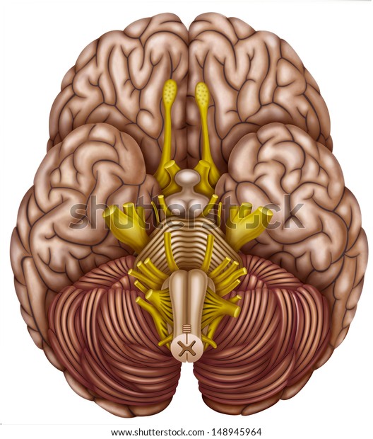 Illustration Inferior View Brain Stock Illustration 148945964