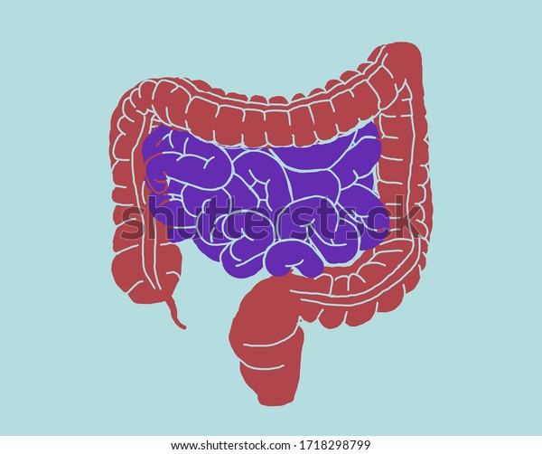 Illustration Intestines Anatomy Gut Illustration Stock Illustration ...