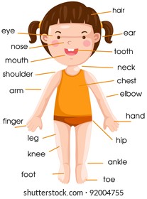 Cartoon Child Vocabulary Body Parts Vector Stock Vector (Royalty Free ...