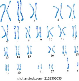 Illustration. Karyotype. Image of the chromosomes of the human being. 