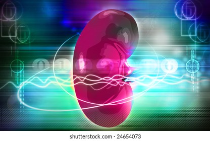 Illustration of a kidney isolated	 - Shutterstock ID 24654073