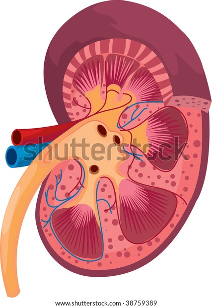 illustration of kidney on\
white