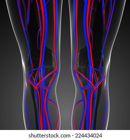 3d Rendered Illustration Knee Anatomy Stock Illustration 295429244