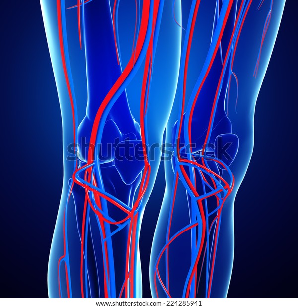 Illustration Knee Circulatory System Stock Illustration 224285941