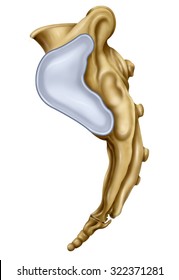 Illustration with lateral view of the sacrum.