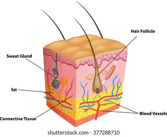 1,382 Dry skin anatomy Images, Stock Photos & Vectors | Shutterstock