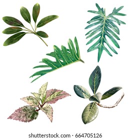 illustration of leaf on white background