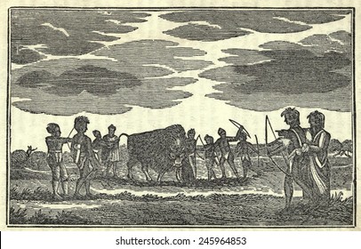 Illustration From Lewis And Clark's Journal Of The Expedition From 1803-6. Native Americans And A Buffalo.