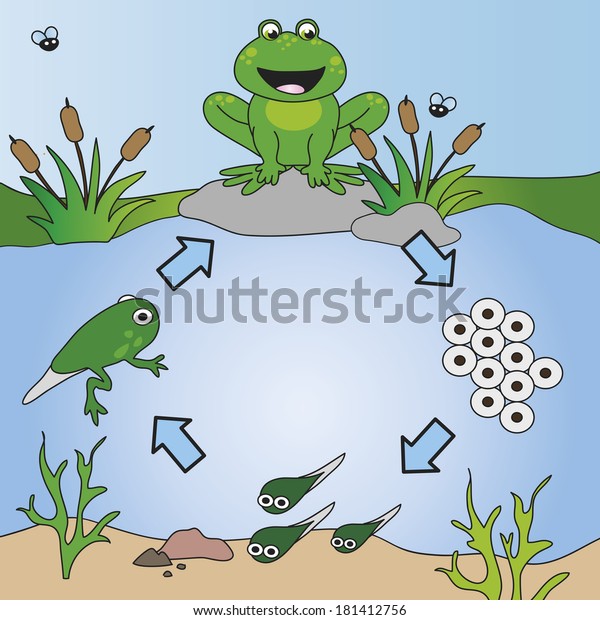 Illustration Life Cycle Frog Stock Illustration 181412756