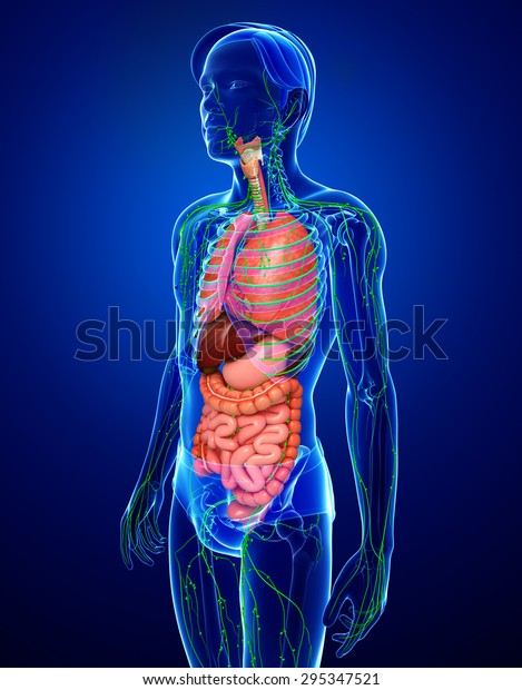 Illustration Male Body Lymphatic Digestive System Stock Illustration ...