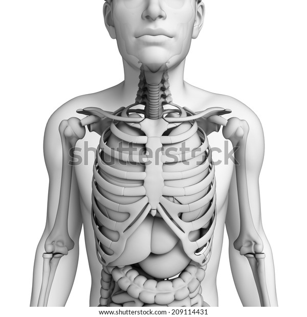 Illustration Male Digestive System Stock Illustration 209114431