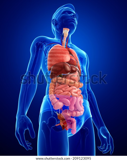 Illustration Male Digestive System Artwork Stock Illustration 209123095