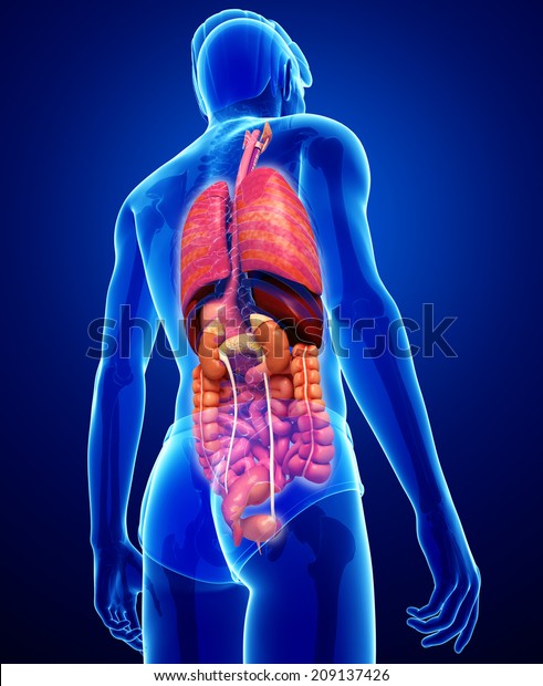Illustration Male Digestive System Artwork Stock Illustration 209137426 ...